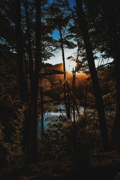 黄金时间水域附近的森林照片